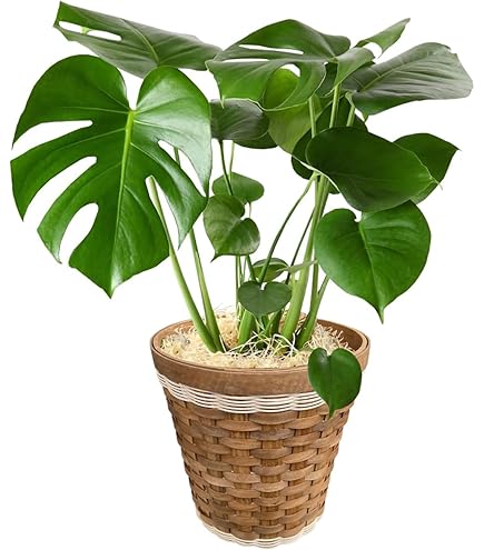 Amazon.co.jp: モンステラ エスケレート7号 90センチ前後 : ホーム