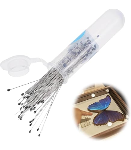 Amazon | コレクターに ミイロタテハ 名和昆虫博物館企画・製作 ファル