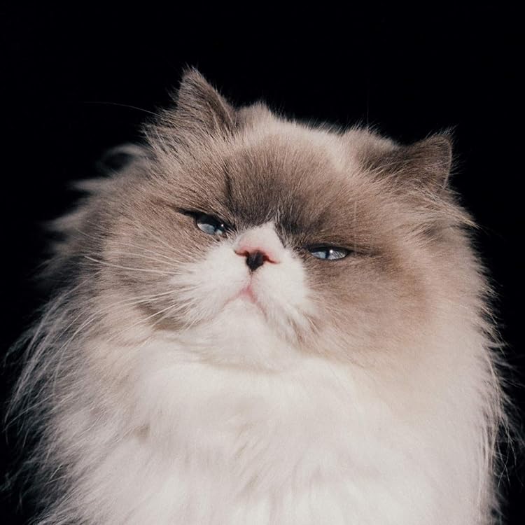 Amazon.co.jp: タオルケットは穏やかな: ミュージック