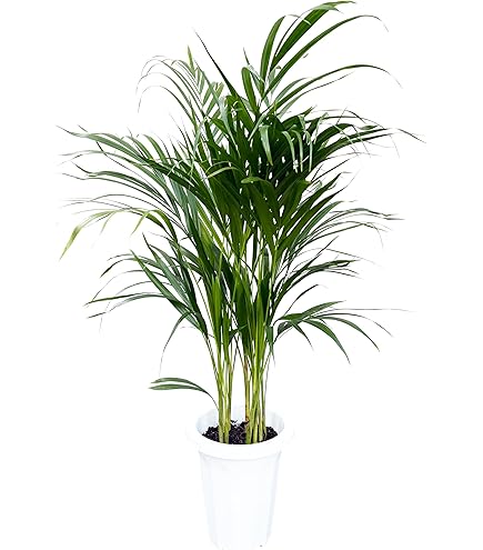 Amazon｜ビスマルキア・ノビリス シルバー7号【品種で選べる観葉植物