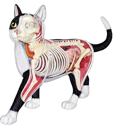 Amazon.com: SORECI 4D Vision Cat Anatomy Model, 28 Parts for