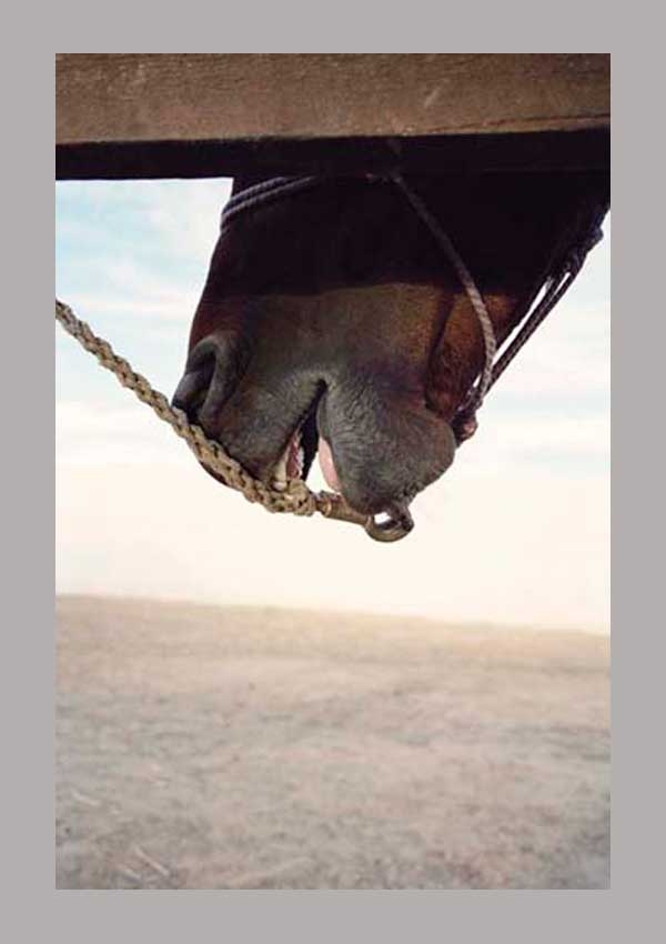 Jitka Hanzlová: Horse – COPYRIGHT Bookshop