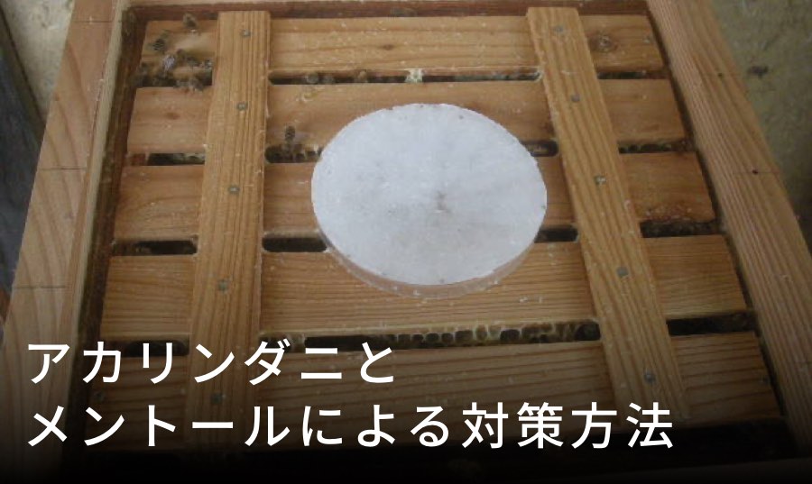 スムシ対策｜ニホンミツバチの巣を食べる蛾の幼虫の被害と予防法