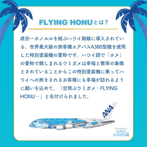 うまいまいさん専用新入荷…フライングホヌ／ ANA 機内販売限定 FLYING