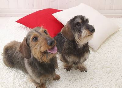 通信】ペットホテル開業講座 | ヒューマンアカデミー（通信） 通信講座