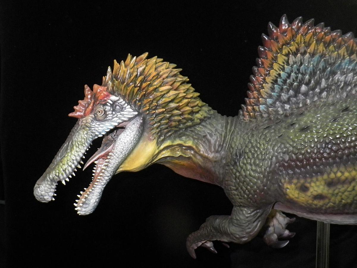 和歌山県立自然博物館で「スピノサウルス類の歯化石」展示 湯浅で発見