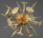 WoRMS - World Register of Marine Species - Photogallery