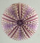 Arbacia nigra(Tetrapygus nigra) ウニ殻 Arbacia nigra(Tetrapygus