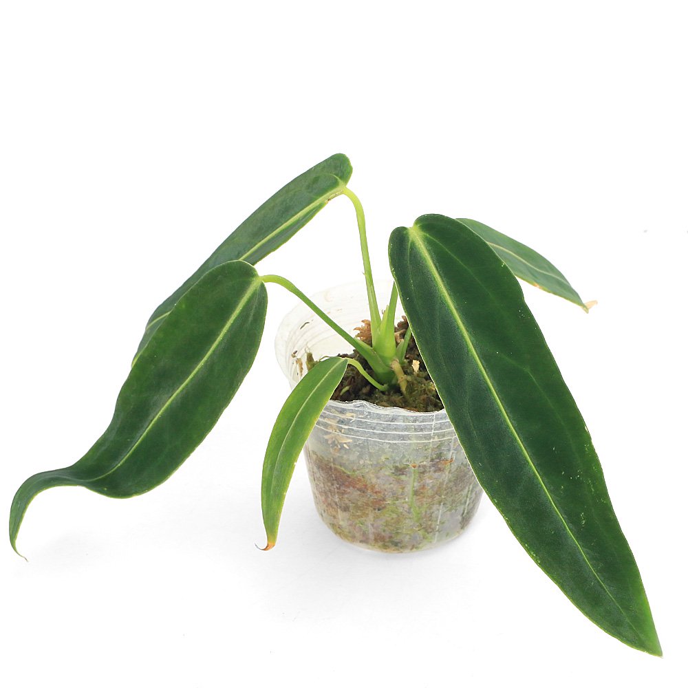 アンスリウム ワロクアナム 2~3号(1ポット) | チャーム