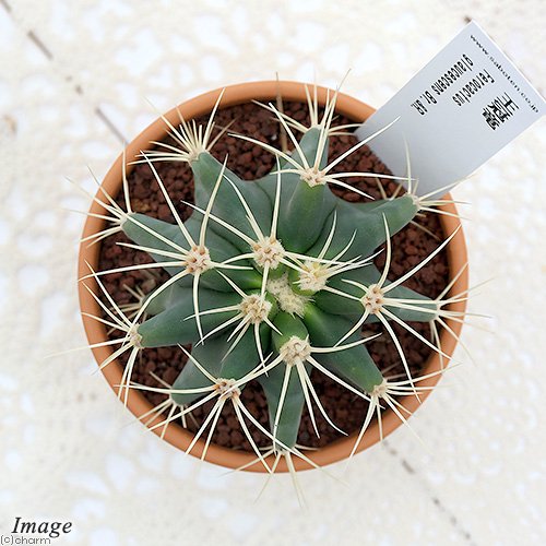 素焼鉢 サボテン フェロカクタス 王冠竜(オウカンリュウ) 3号(1鉢