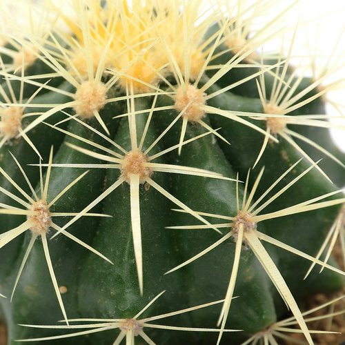 サボテン エキノカクタス 金鯱 3号(1鉢) | チャーム