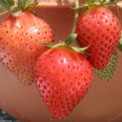 サントリー 野菜苗 イチゴ 蜜香 3号(1ポット) 家庭菜園 果物 フルーツ