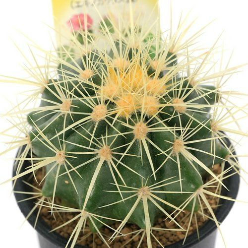 サボテン エキノカクタス 金鯱 3号(1鉢) | チャーム