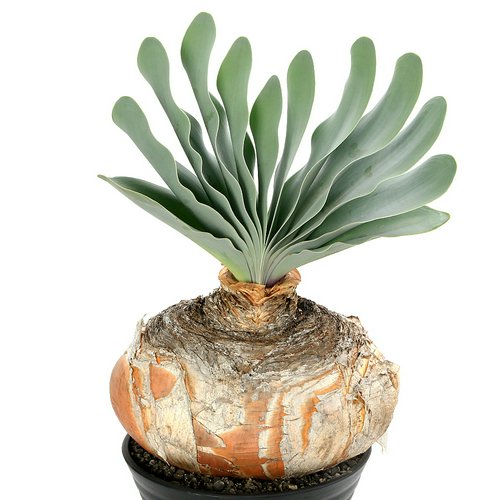 一点物 ブーファン ハエマンソイデス 現地株 7号(1鉢) | チャーム