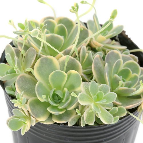 オロスタキス 子持ち蓮華 錦 2~2.5号(1ポット) | チャーム