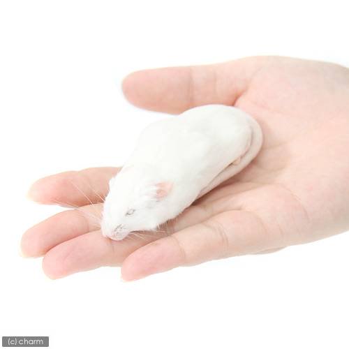 豆 送料無料 冷凍マウスアダルトL30匹ピンクS20匹フタホシ200グラム