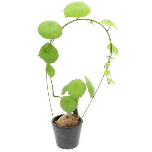 一点物 ステファニア スベローサ 3.5号(1鉢) コーデックス | チャーム