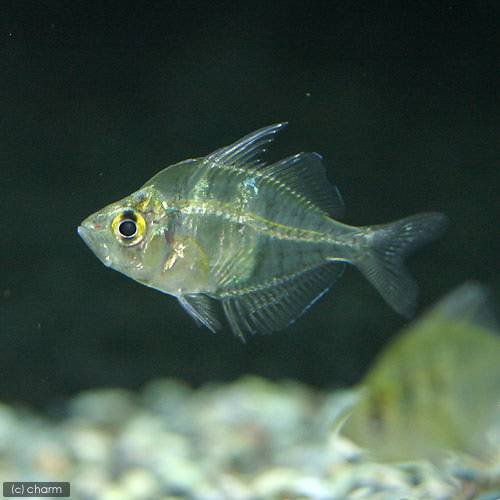 インディアングラスフィッシュ(3匹) | チャーム