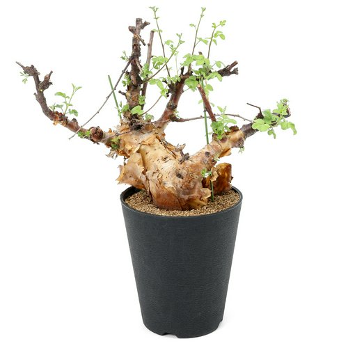 一点物 コミフォラ ボラネンシス 秋~春落葉 枝カットあり(1株)(353726