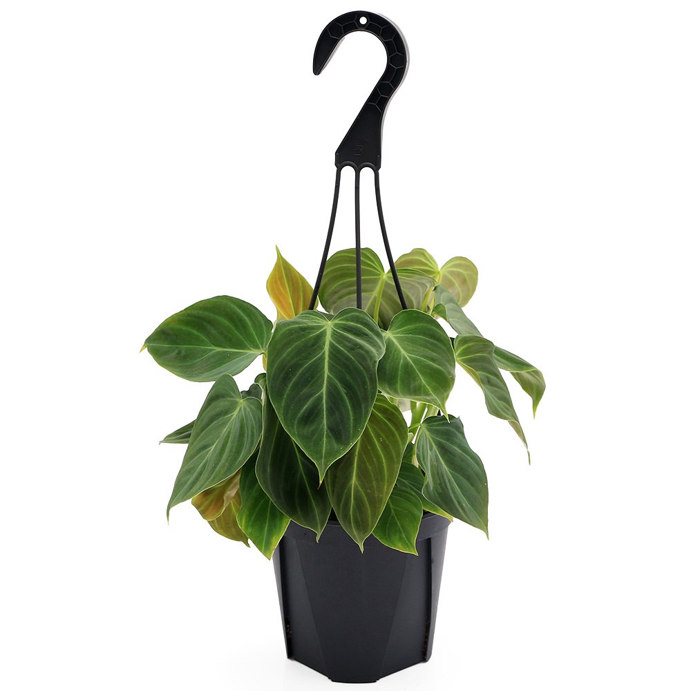 フィロデンドロン グロリアス 5号 吊り鉢(1鉢) | チャーム