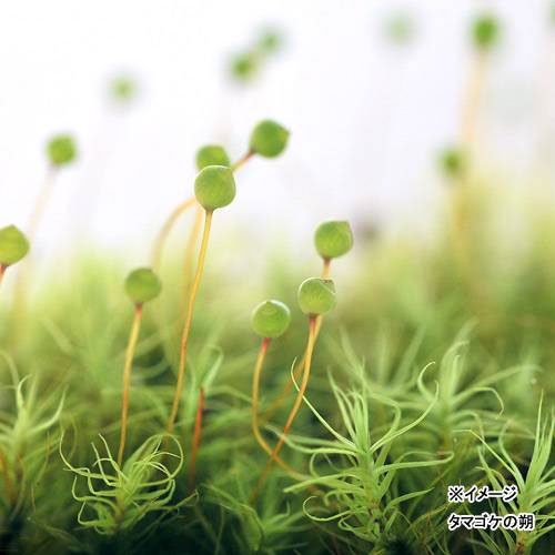 苔 タマゴケ 2パック分 | チャーム