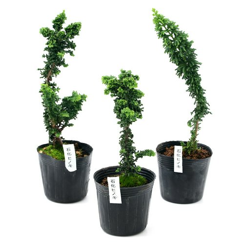 盆栽 石化ヒノキ(石化檜)2.5~3号(1ポット)(休眠状態) | チャーム