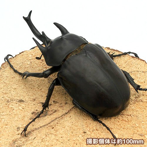 レックスゾウカブトムシ ペルー イキトス産 成虫 91mm(1ペア) | チャーム