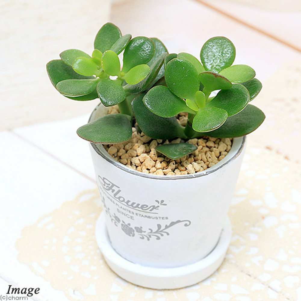 クラッスラ 花月(金のなる木) フレグランドラウンドポットXXS植え(1鉢