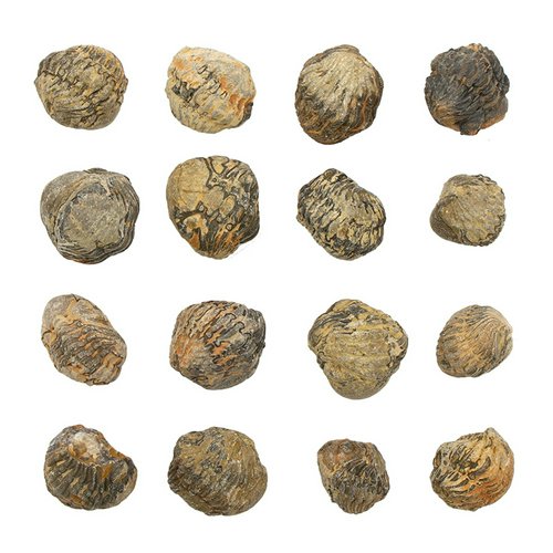 形状お任せ モロッコ産 三葉虫(ファコプス)の化石 S 1個 デボン紀 化石