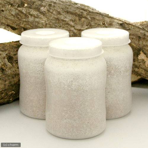 菌糸ビン XL-POT ヒラタケ 800cc 5本 | チャーム