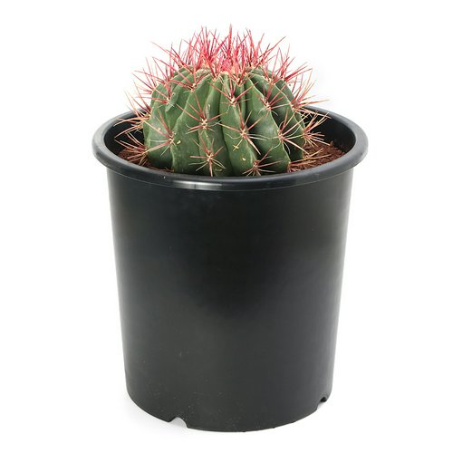 サボテン 赤鳳(セキホウ) ビッグサイズ(1株) | チャーム