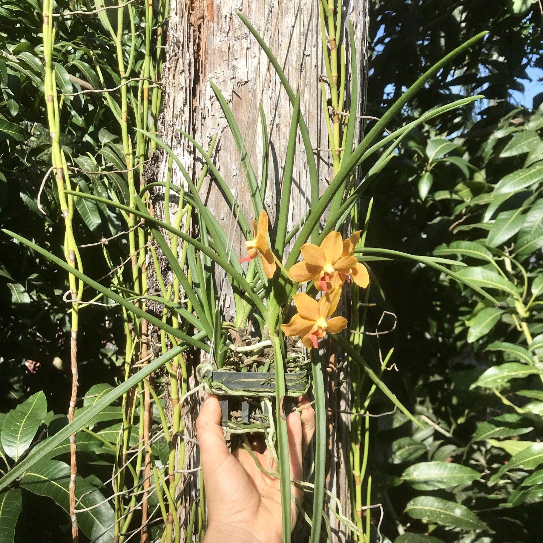 Paravanda Golden Delight — Palmer Orchids