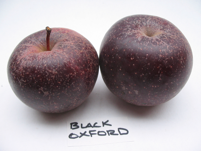Black Oxford — Out on a Limb Apples