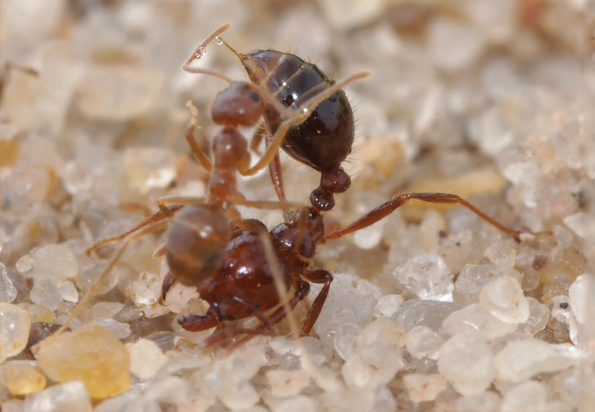 Crazy Ants vs. Fire Ants — The Texas Scientist