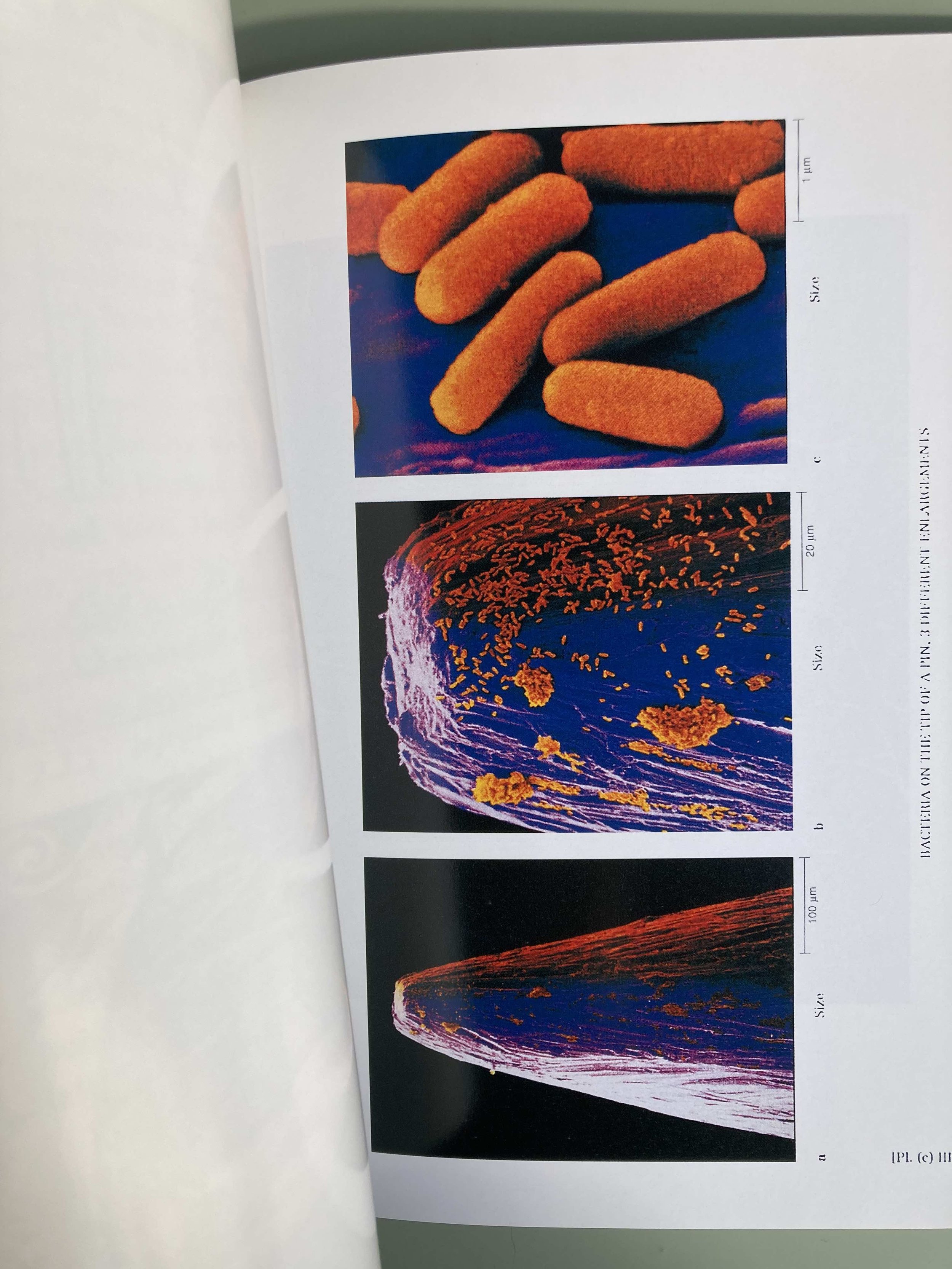 La Maison Martin Margiela: (9/4/1615)（洋書／英語） — Modernist