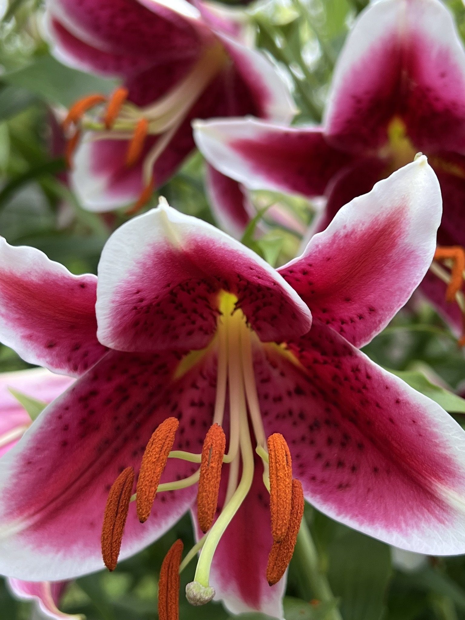Snowboard Oriental Lily — Denison Flowers