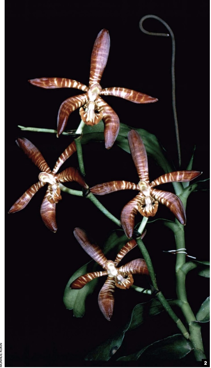 原種ラン図鑑 Species Orchidacearum 原種ラン図鑑 Species