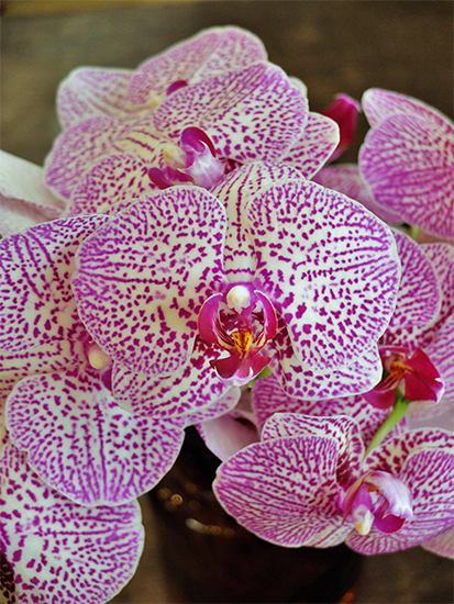 あ*み様 胡蝶蘭 8種8ポット ファレノプシス 胡蝶蘭 8種8ポット