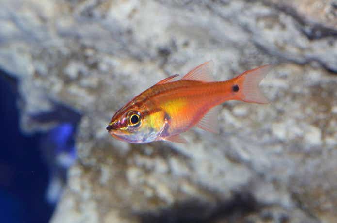 海の金魚「ネンブツダイ」の特徴と見分け方からレシピまで徹底解剖