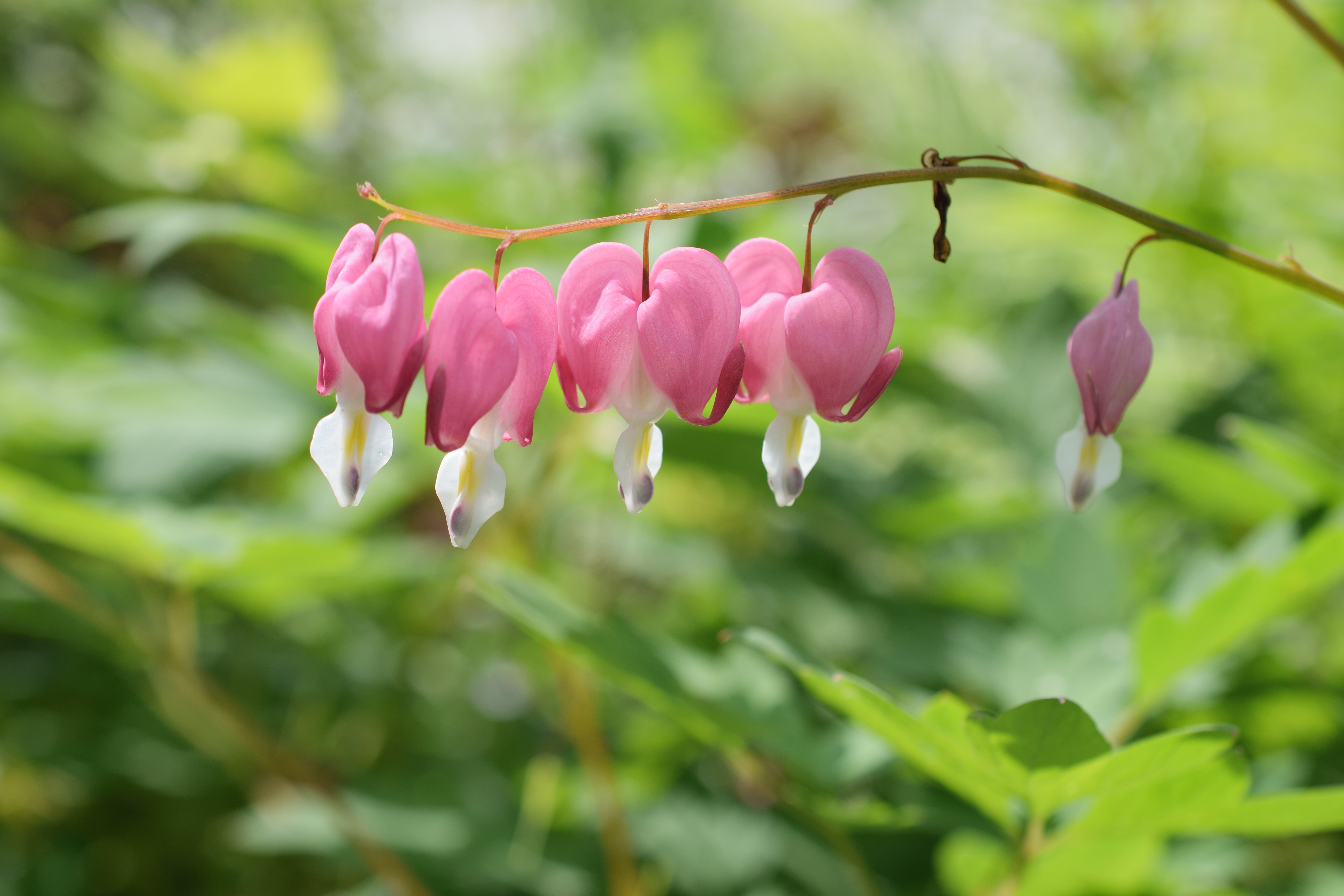 NIKKOR - The Thousand and One Nights No.88 | NIKKOR - The Thousand