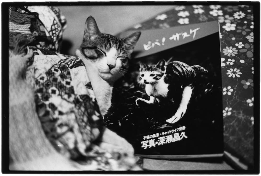 深瀬昌久写真集『Afterword』、愛猫・サスケへの究極の愛を収めた一冊