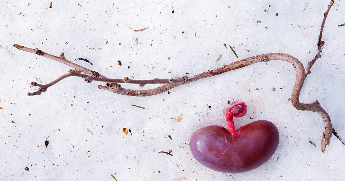 圧倒的な自然のうちがわに触れる、石川竜一写真集『いのちのうちがわ