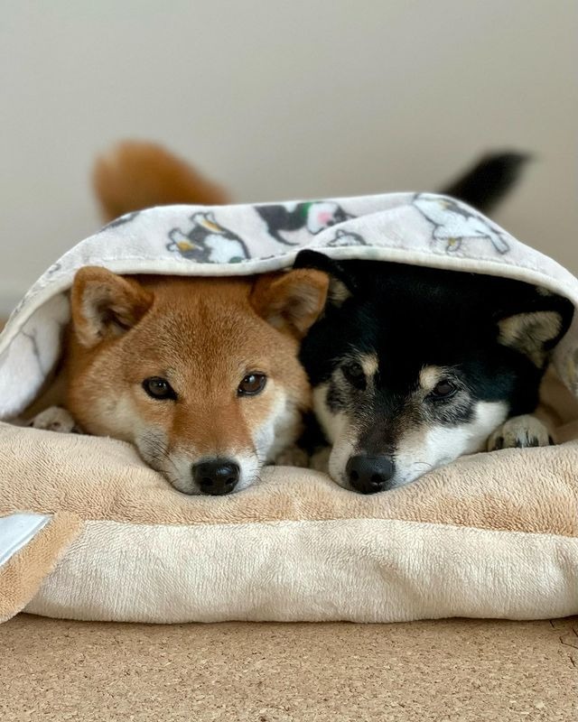 布団からお顔としっぽがチラ見え！柴犬さんたちのリラックスタイムが