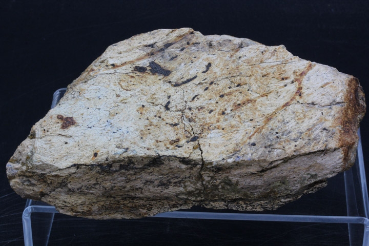 トリケラトプス フリル・セクションMサイズ ｜INTERNATIONAL MINERAL