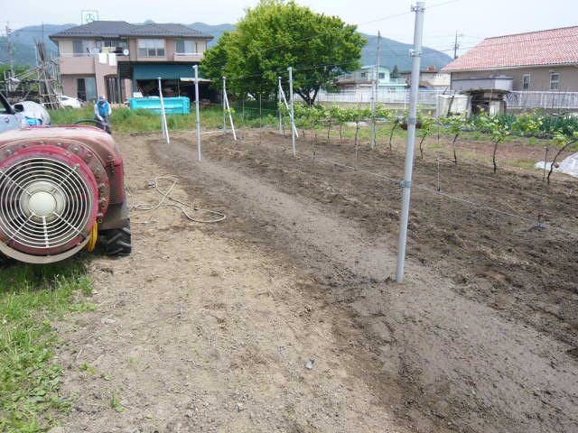 ぶどう台木剪定枝 テレキ 40本（その15） ぶどう台木剪定枝 テレキ 40