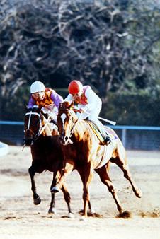 テンポイント | うみねこ博物館