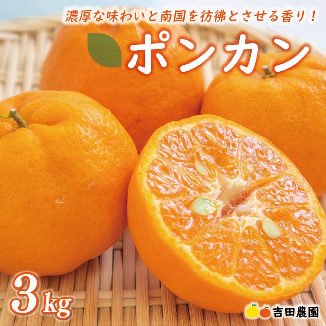 数量限定 順次発送 お試し用 ポンカン 3kg 9000円 みかん mikan 蜜柑
