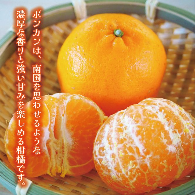 数量限定 順次発送 お試し用 ポンカン 3kg 9000円 みかん mikan 蜜柑