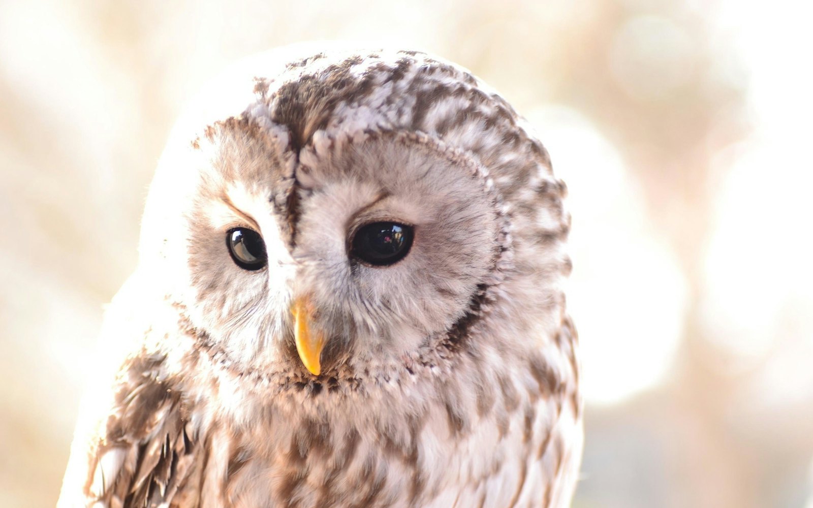 Enjoy a Dreamy Time With Fluffy Owls at Japan's Owl Cafes! Enjoy