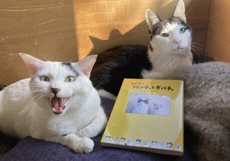 人気ねこパンチョの連載が1日限りのリバイバル。愛すべき二匹のねこの